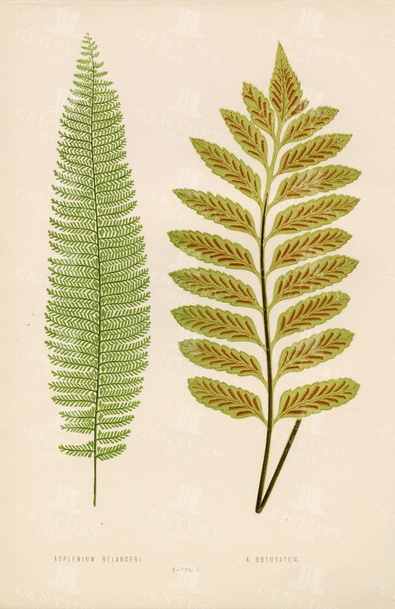 ORIGINAL Vintage 1856 Fern Illustration - Edward Lowe - Plate V