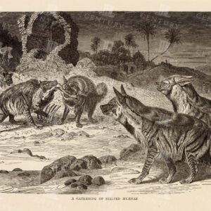 VINTAGE Natural History Print - A Gathering of Striped Hyenas