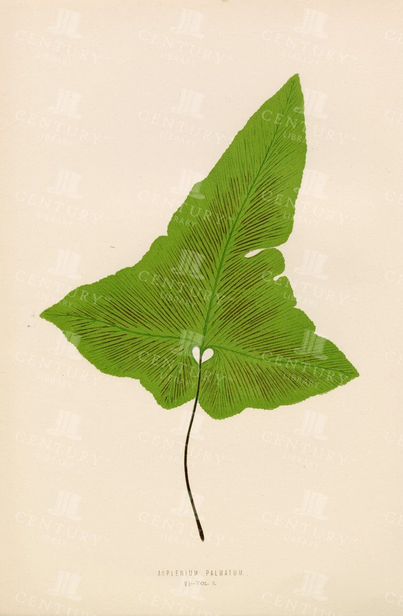 EDWARD LOWE Original Vintage Fern Illustration - Plate VI - 1856