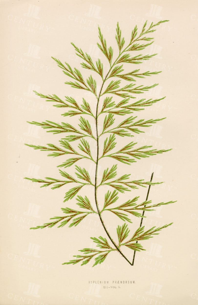EDWARD LOWE Original Vintage fern Illustration - Plate VII - 1856