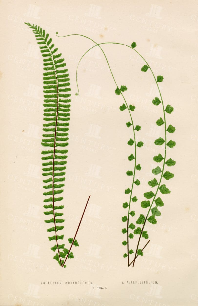 VINTAGE Fern Illustration - Original Edward Lowe Print - Plate I