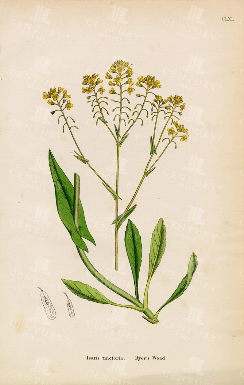 ENGLISH Botany - Dyer's Woad - Antique Original Colour print - 1863