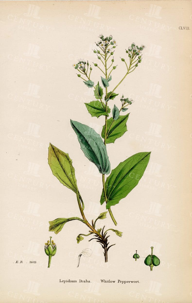 VINTAGE Colour Botanical Print - Whitlow Pepperwort - Mrs Lankester