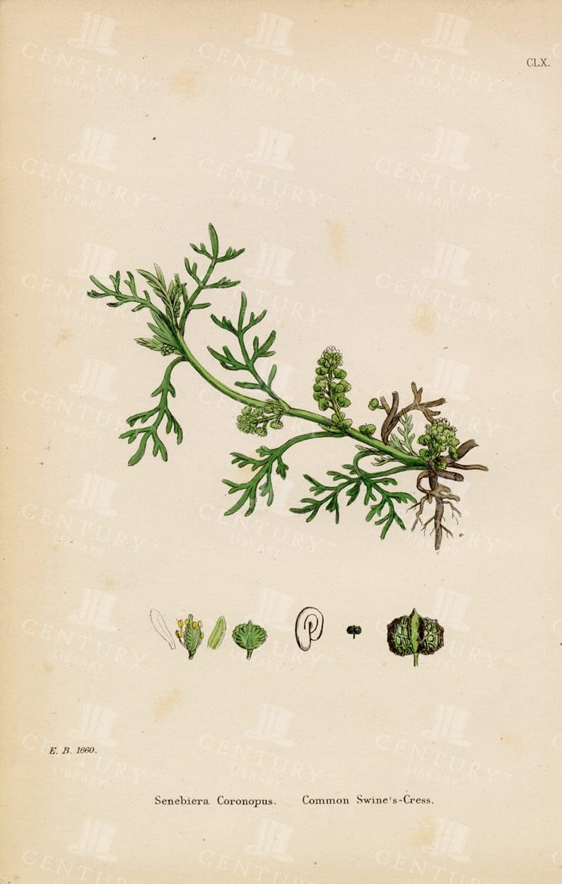 ORIGINAL Botanical Print - Common Swine's-Cress - Vintage 1863