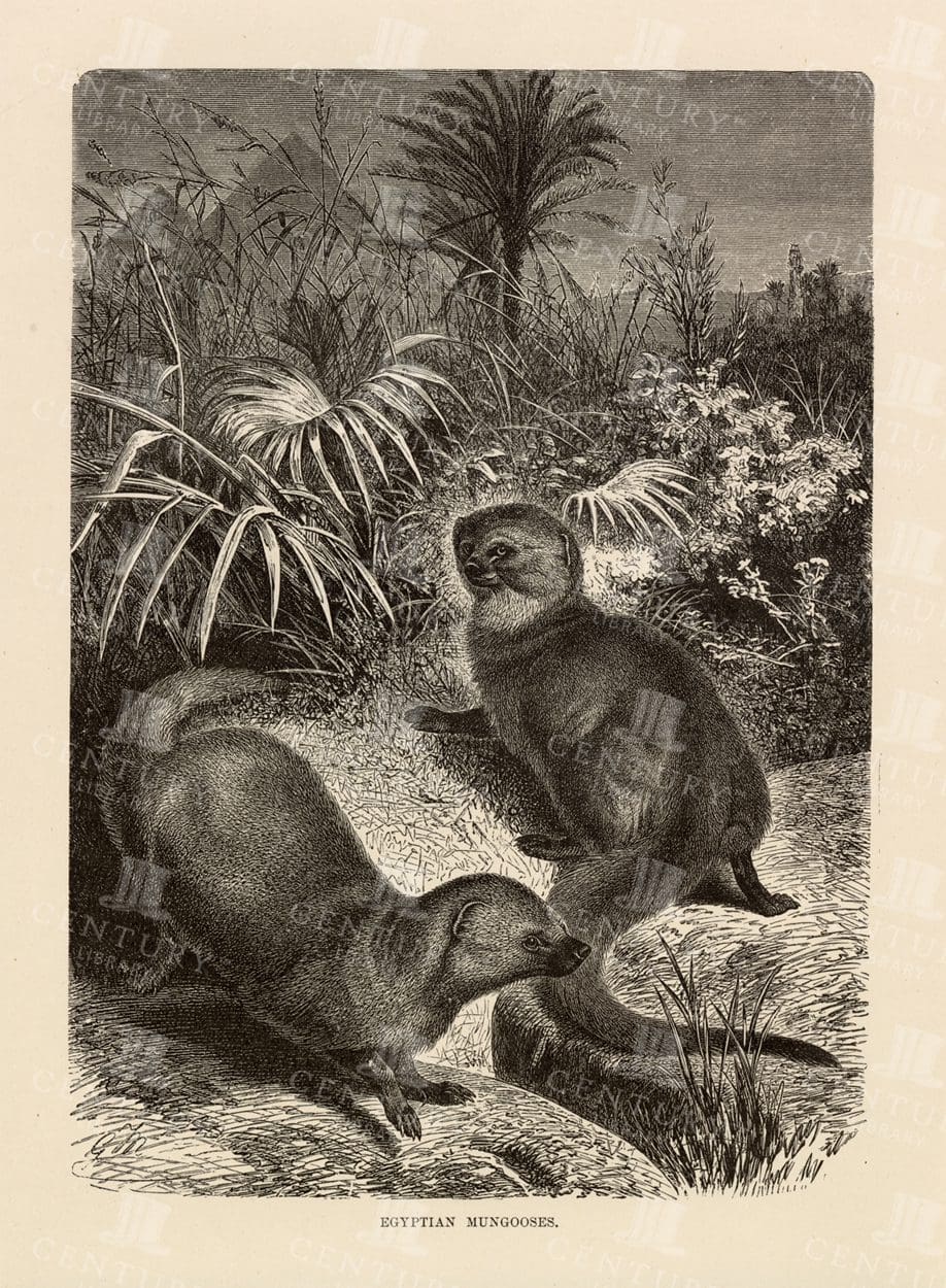 1904 Natural History Print of Egyptian Mongooses - Vintage Print