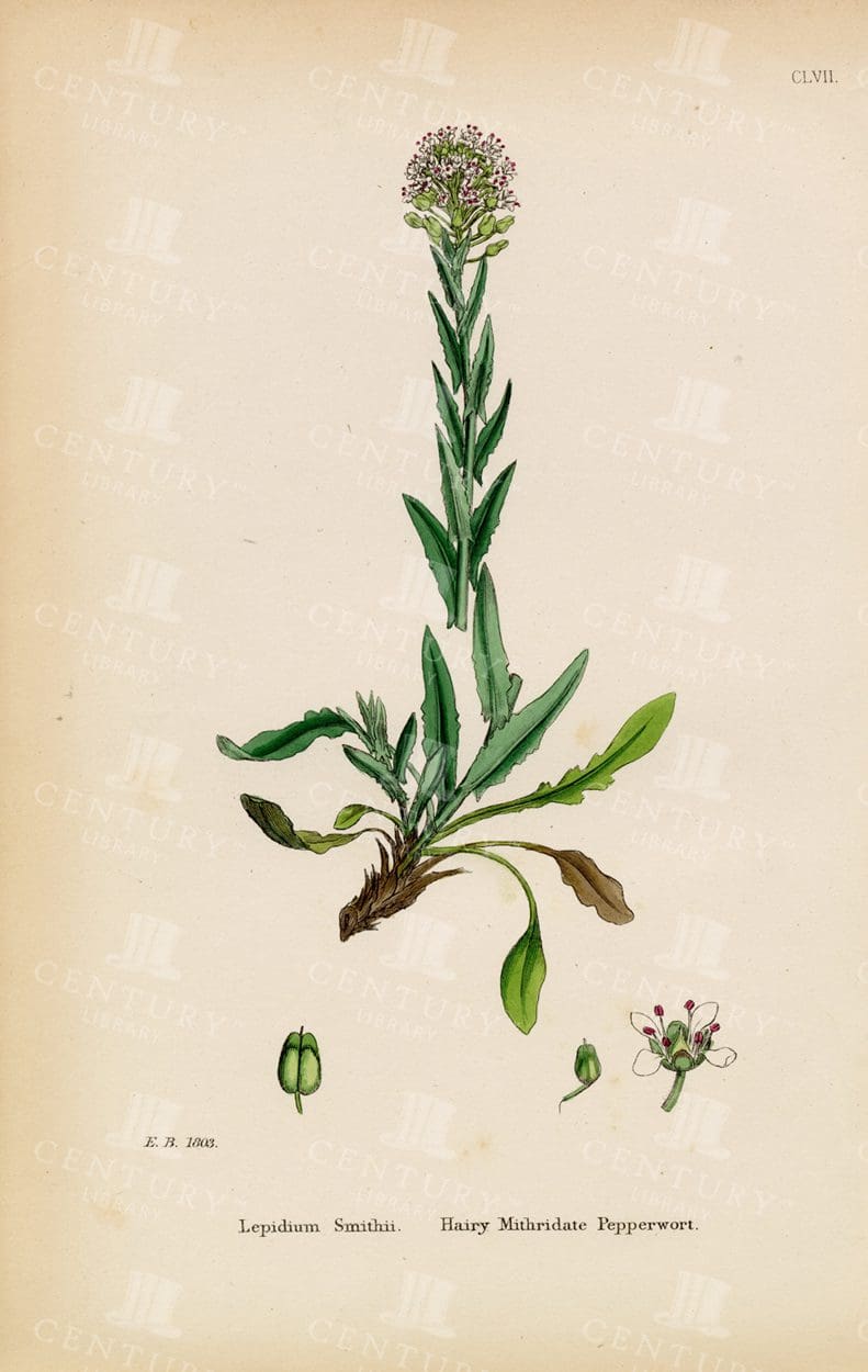 VINTAGE Botanical Colour Print - Hairy Mithridate Pepperwort - 1863