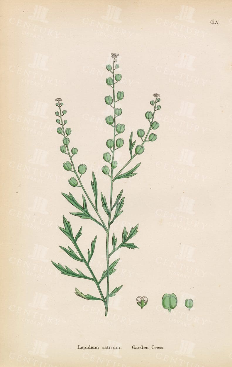 ANTIQUE Botanical Print - Garden cress - Lepidium Sativum - 1863