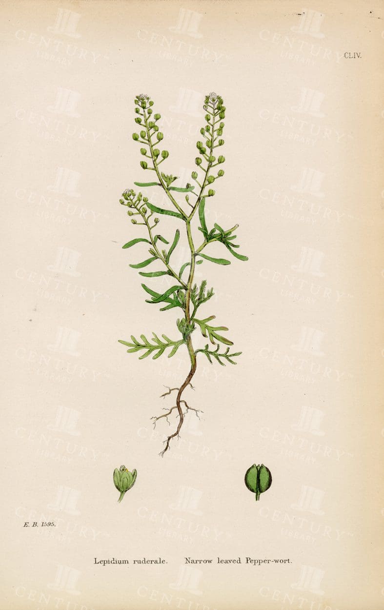 LEPIDIUM Ruderale - Narrow leaved Pepper-Wort - Vintage Print 1863