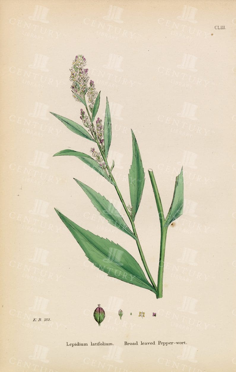 LEPIDIUM Ruderale - Broad leaved Pepper-Wort - Vintage Print 1863