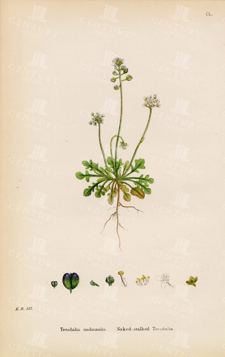 NAKED-Stalked Teesdalia - Vintage 1863 Original Print - Mrs Lankester