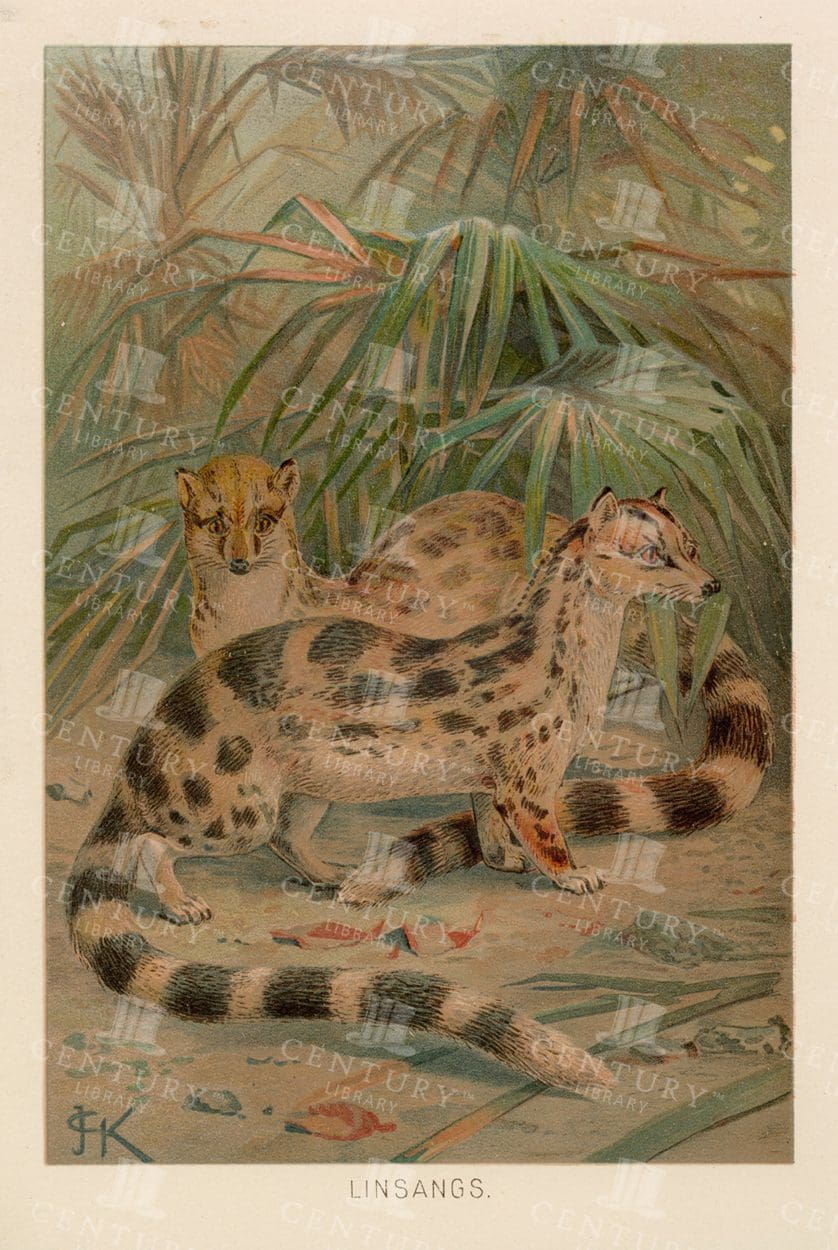 VINTAGE Natural History Print 1904 - LINSANGS