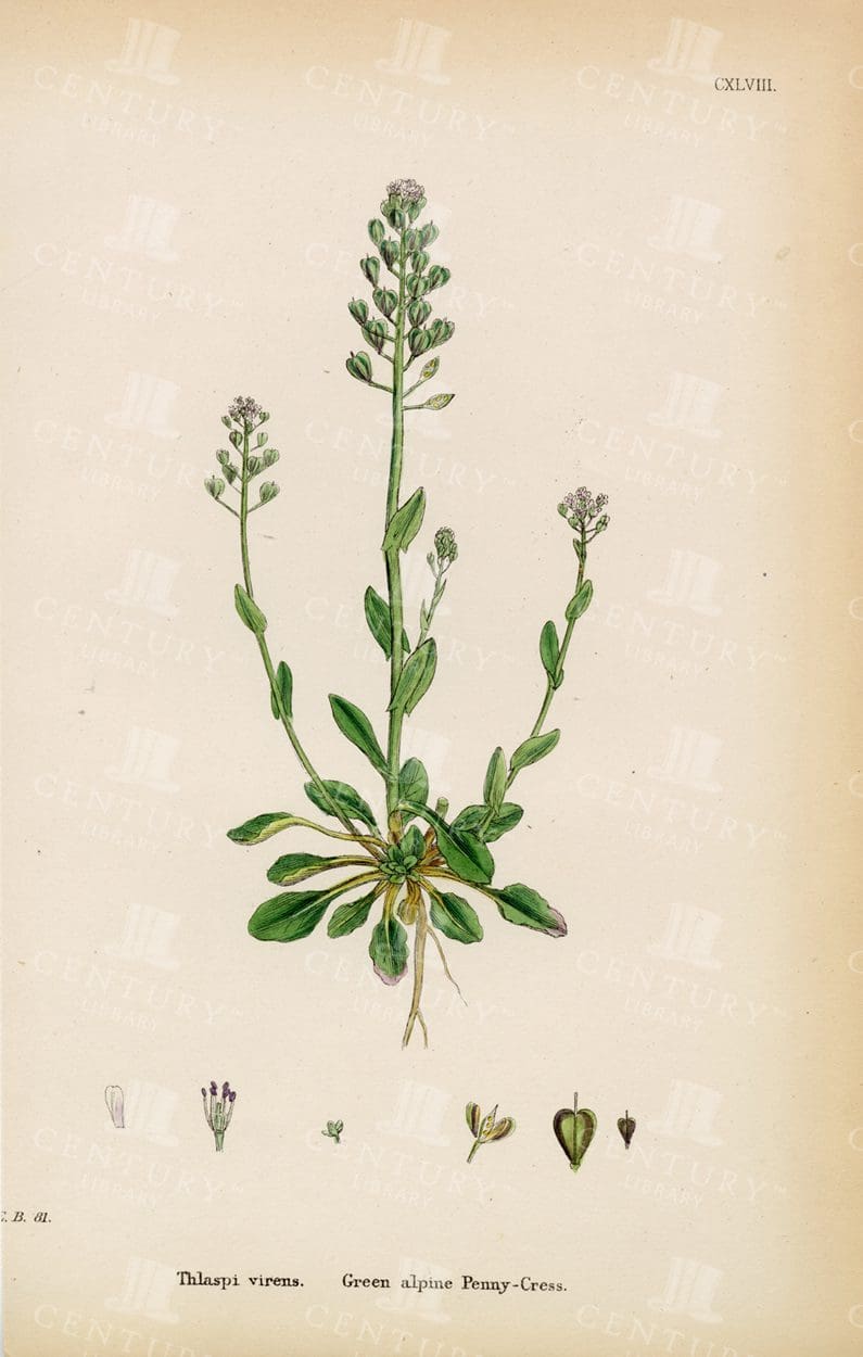 ORIGINAL Antique Botanical Print - Green Alpine Penny-Cress