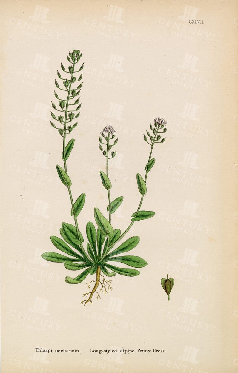 ORIGINAL Antique Botanical Print - Long-Styled Alpine Penny-Cress