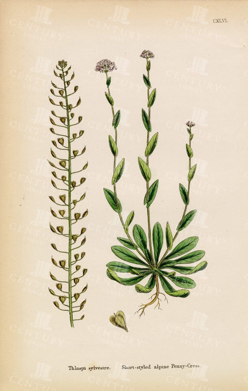 ORIGINAL Antique Botanical Print - Short-Styled Alpine Penny-Cress
