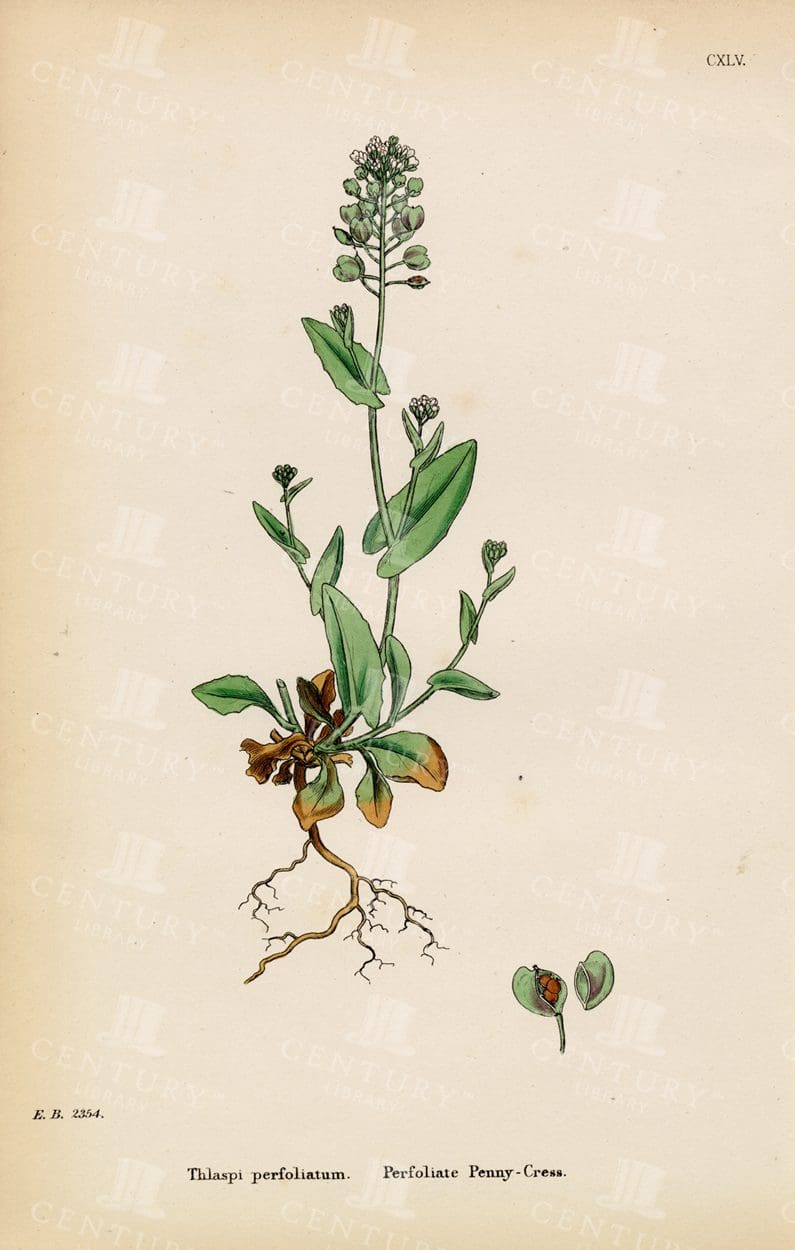 VINTAGE Botanical Print - Perfoliate - Pennycress - Mrs Lankester 1863