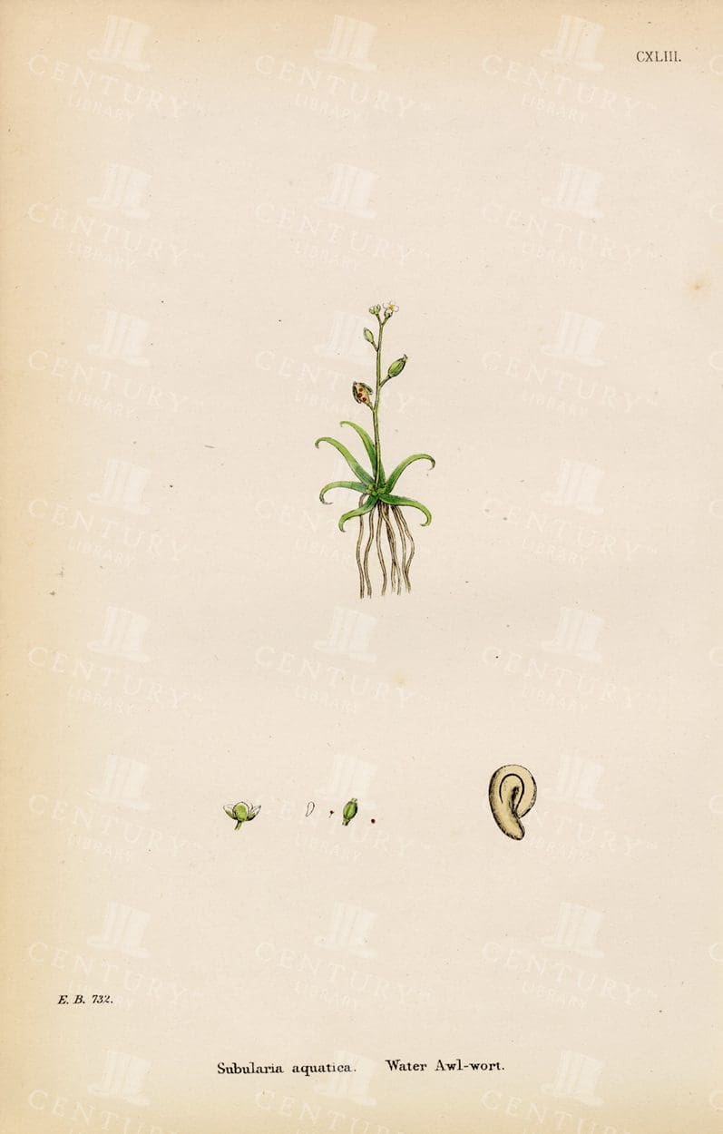 VINTAGE  Botanical 1863 Print - Water Awl-Wort - Original Mrs Lankester
