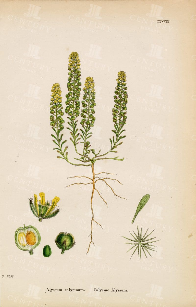 LOVELY Antique Botanical Print - Calycine Alyssum - Vintage 1863