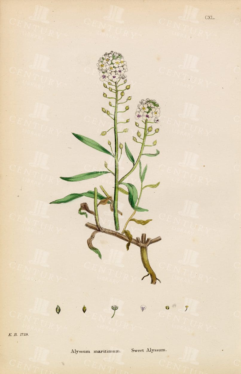 ALYSSUM Maritimum - Sweet Alyssum - Vintage Botanical Print
