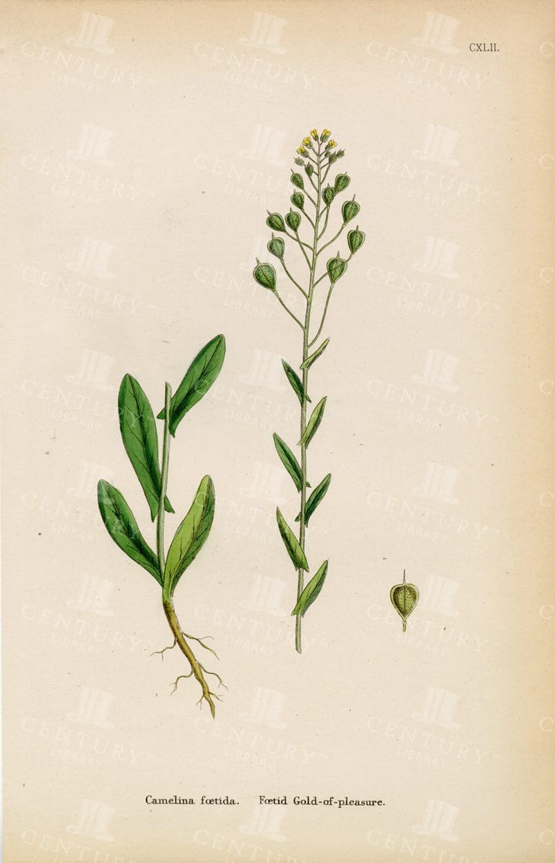 ORIGINAL Vintage Botanical Colour Print - Gold-of-Pleasure - 1863