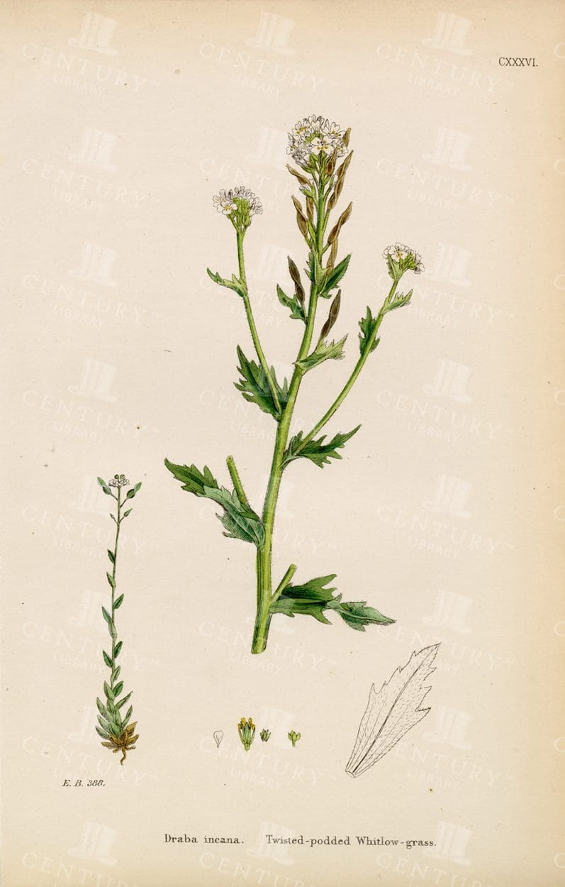 VINTAGE Botanical Print - Twisted-Podded Whitlow-Grass