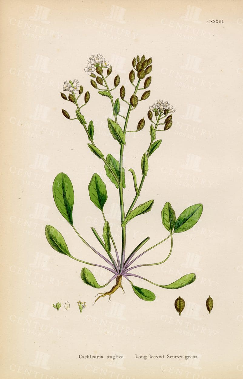 ANTIQUE Botanical Print - 1863 - Long-Leaved Scurvy-Grass