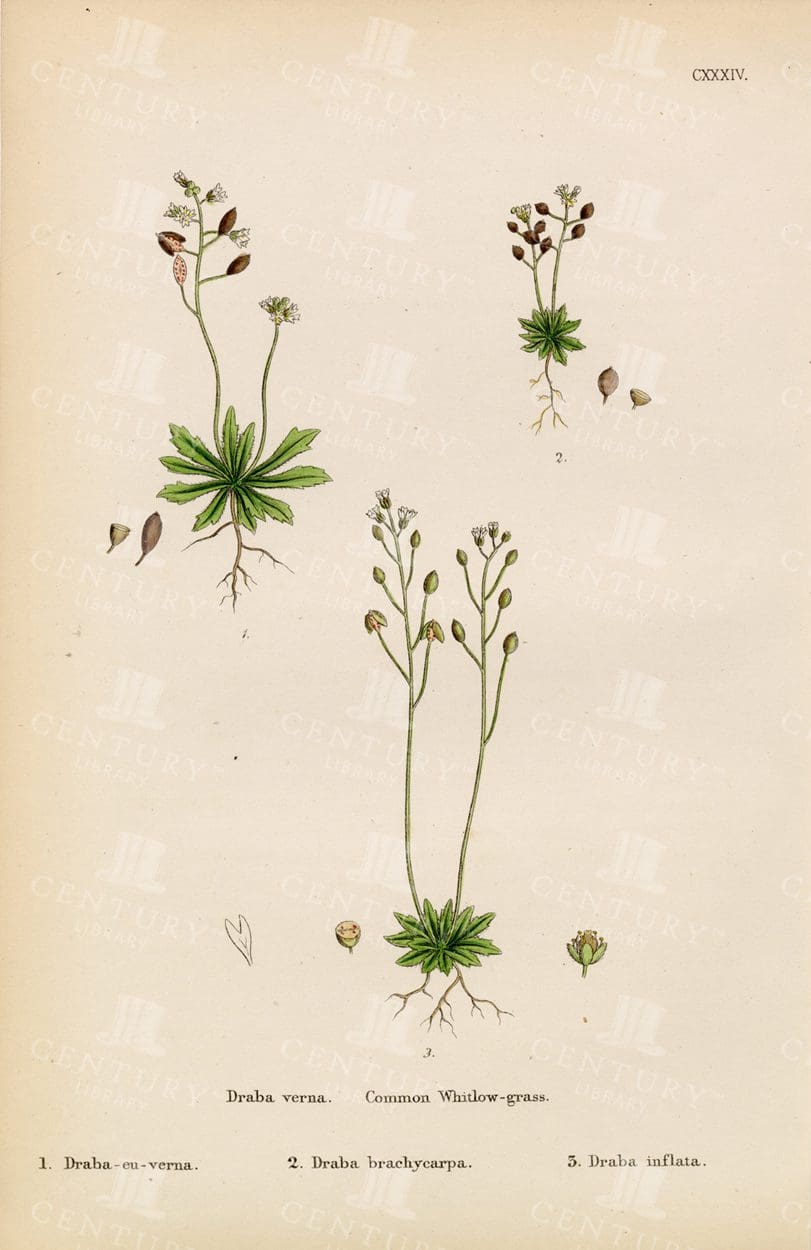 COMMON Whitlow-Grass - 1863 Vintage Botanical Print