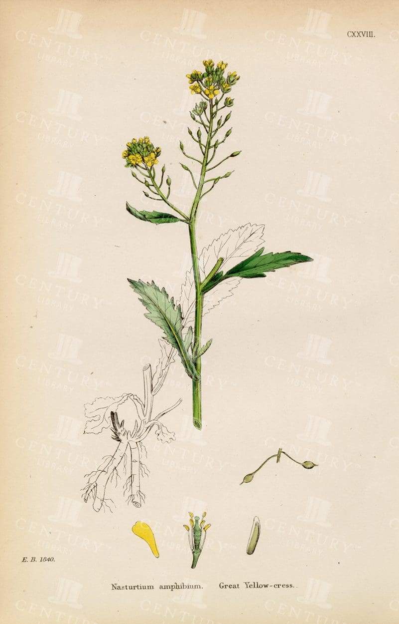 ORIGINAL Vintage Botanical Colour Print - Great Yellow Cress