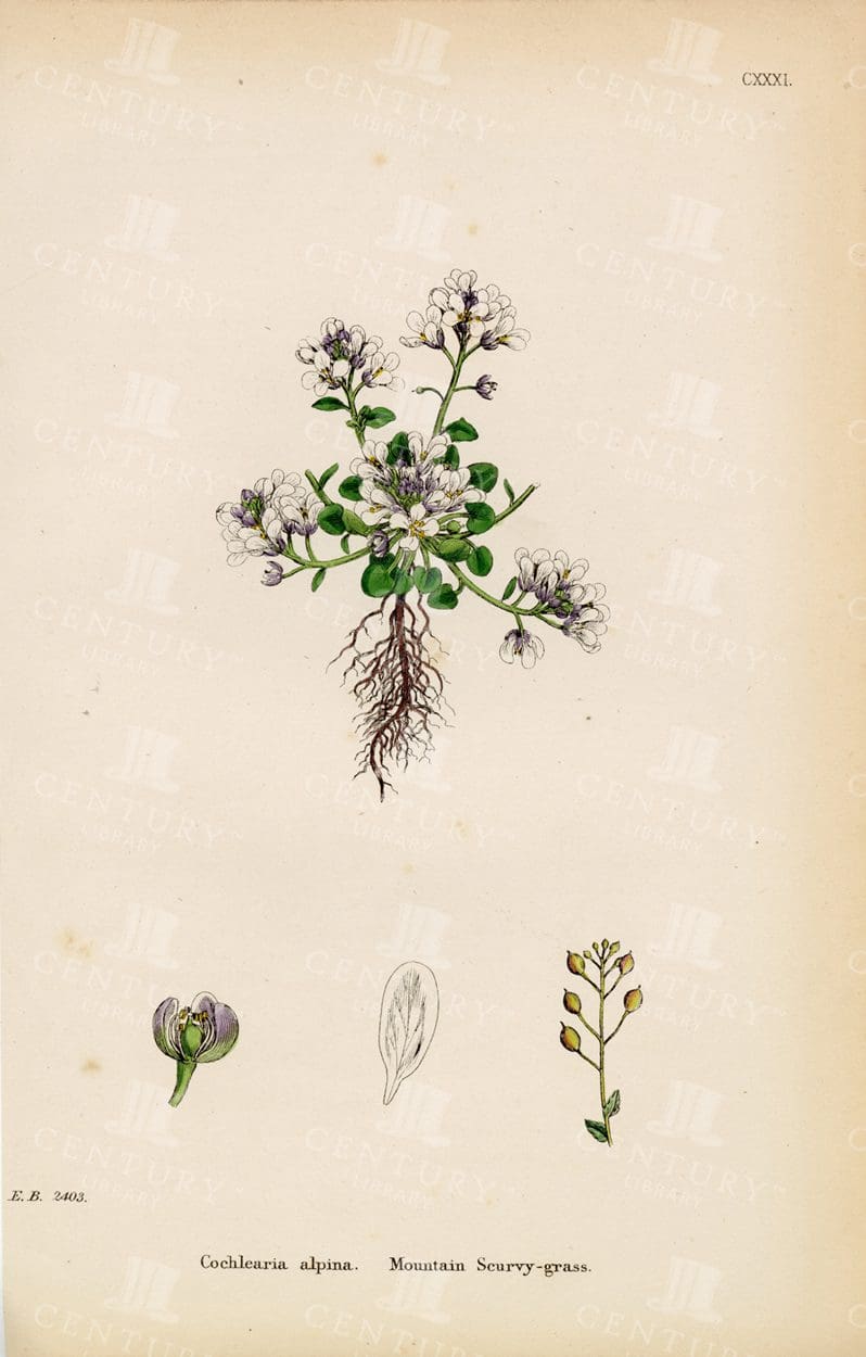 MOUNTAIN Scurvy-Grass - Vintage Colour Botanical Print - 1863