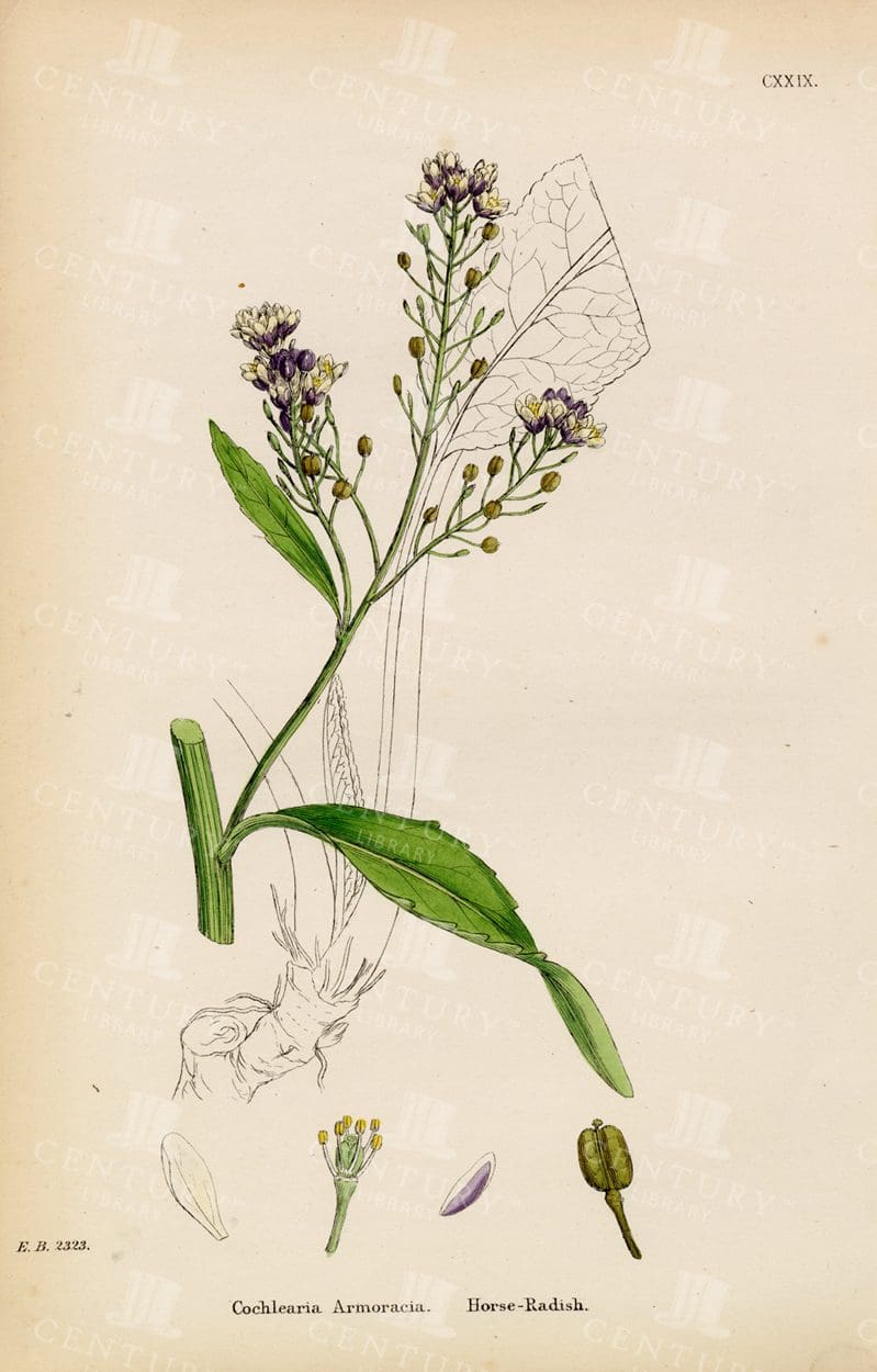 HORSERADISH - Colour Botanical Print - Antique 1863