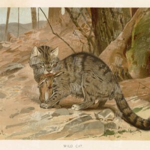 WILD CAT - Beautiful Colour Vintage Natural History Print