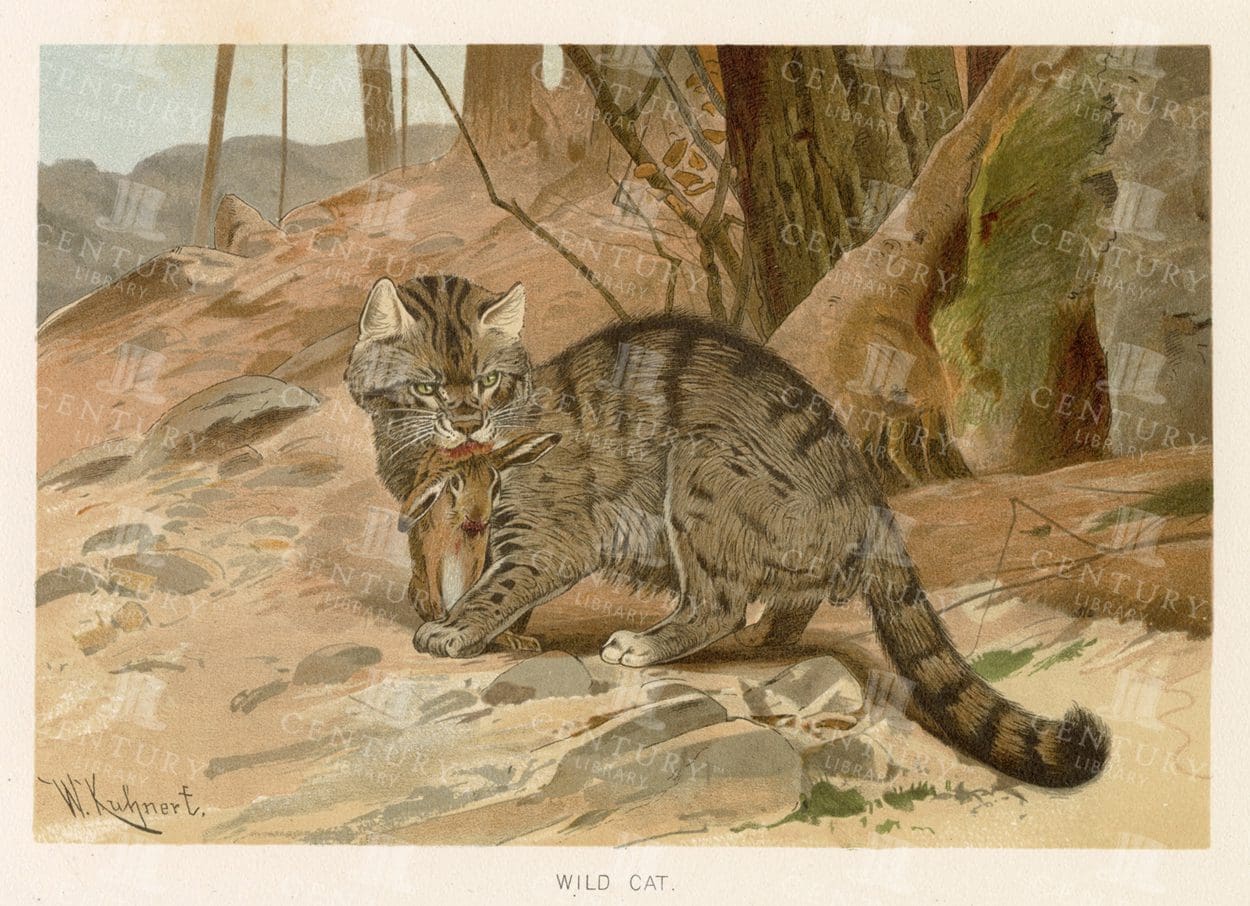 WILD CAT - Beautiful Colour Vintage Natural History Print