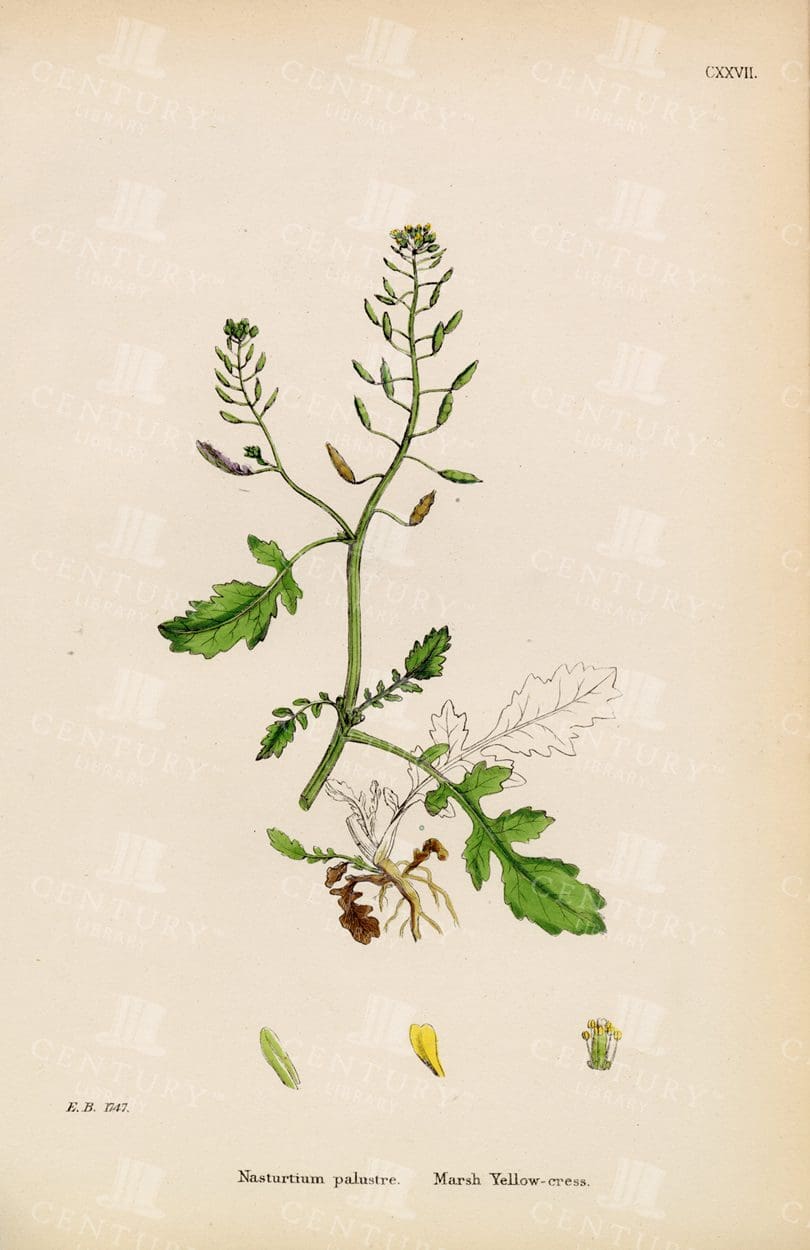ORIGINAL Colour Botanical Print - Marsh Yellowcress - Vintage 1863