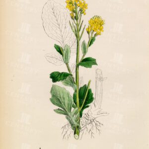 VINTAGE Colour Botanical Print - Common Yellow-Rocket