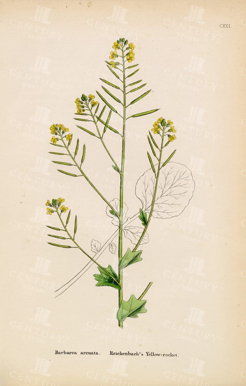 ANTIQUE Original Botanical Print - Reichenbach's Yellow-Rocket