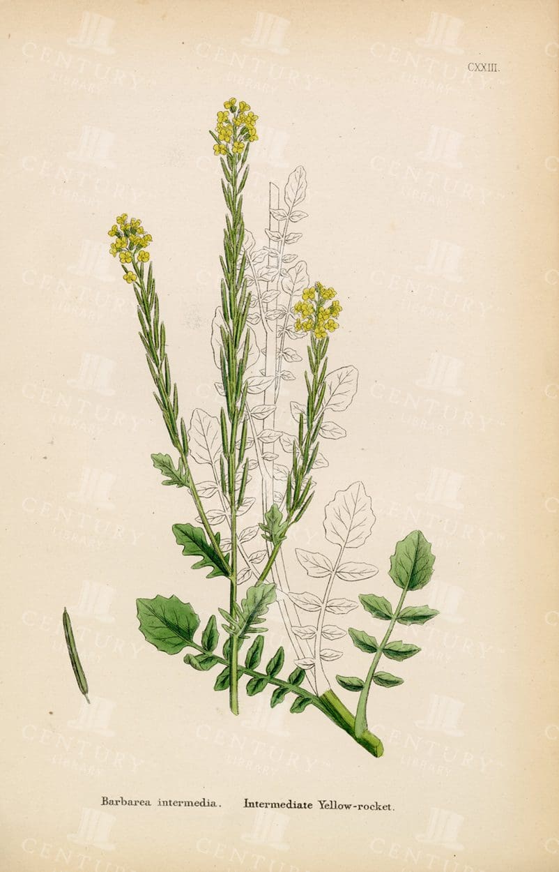 ANTIQUE Botanical Print - Intermediate Yellow-Rocket - Vintage 1863