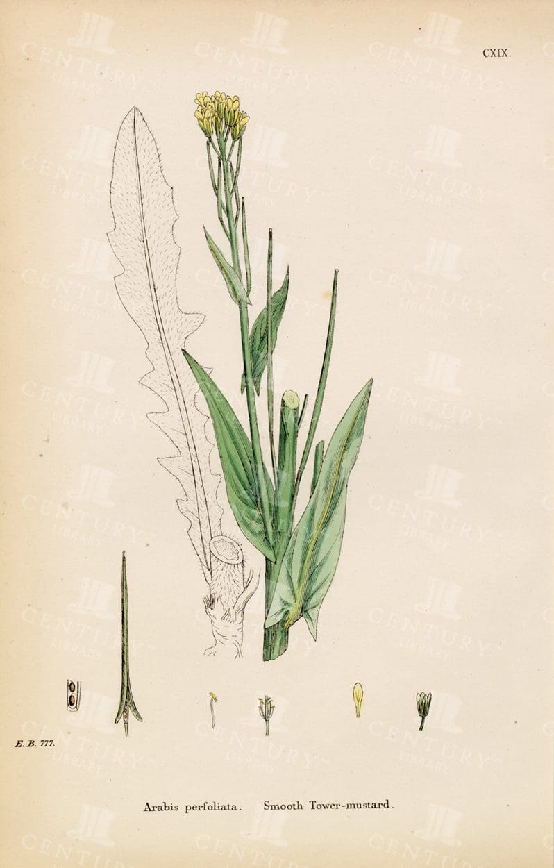 BOTANICAL Colour Vintage Print - Smooth Tower-Mustard - 1863
