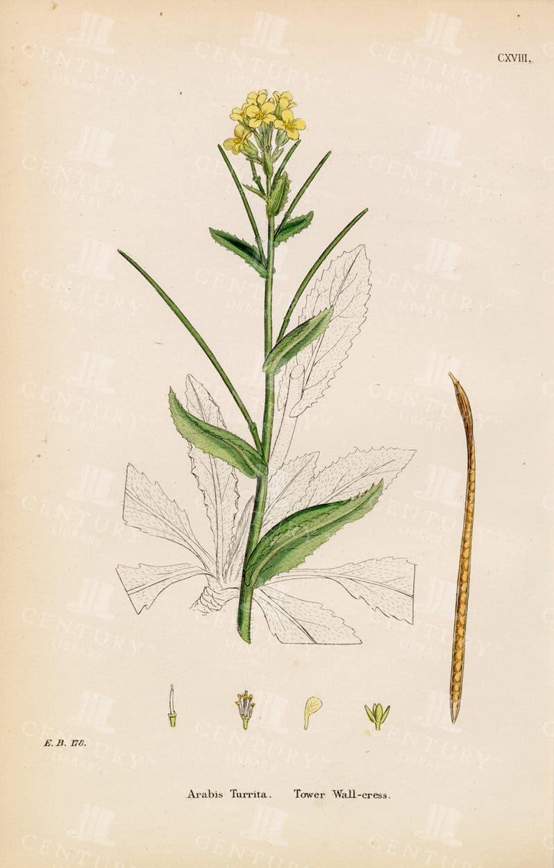 VINTAGE Botanical Print - Arabis Turrita - Tower Wall-Cress