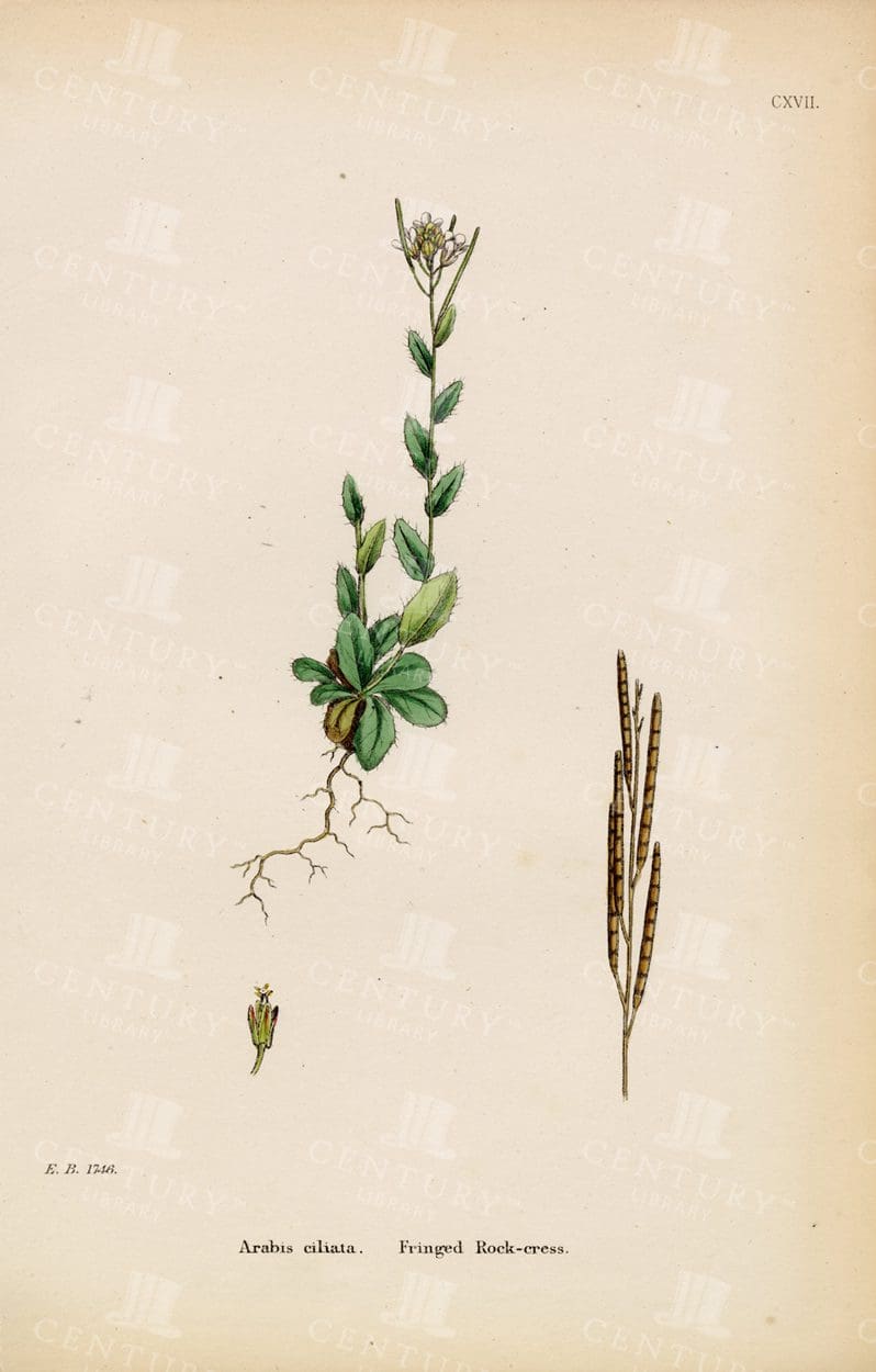 VINTAGE Botanical Vintage Print - Arabis Ciliata - Fringed Rock-Cress