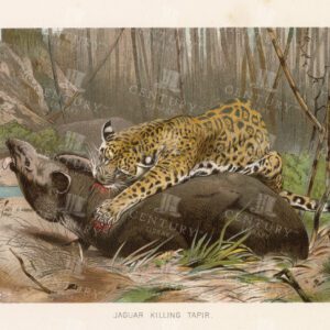 STUNNING Colour Natural History Print - JAGUAR Killing Tapir
