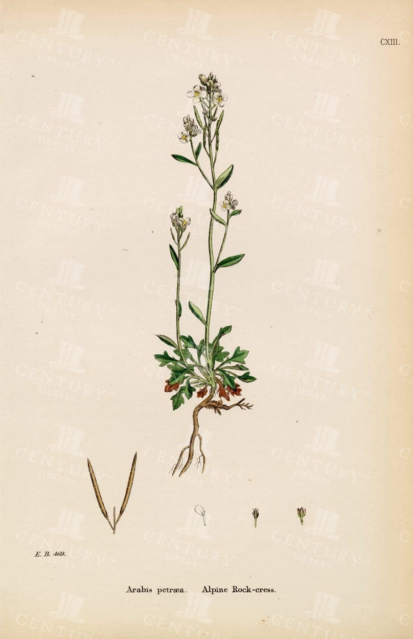 VINTAGE Botanical Vintage Print - Arabis Petraea - Alpine Rock-Cress