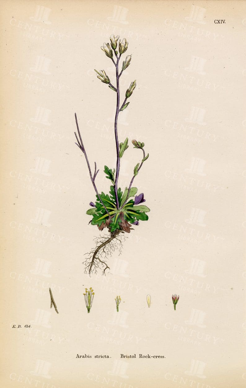 BOTANICAL Colour Vintage Print - Bristol Rock-Cress - 1863