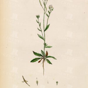 ARABIS Thaliana - Thale-Cress - Vintage Botanical Print - 1863