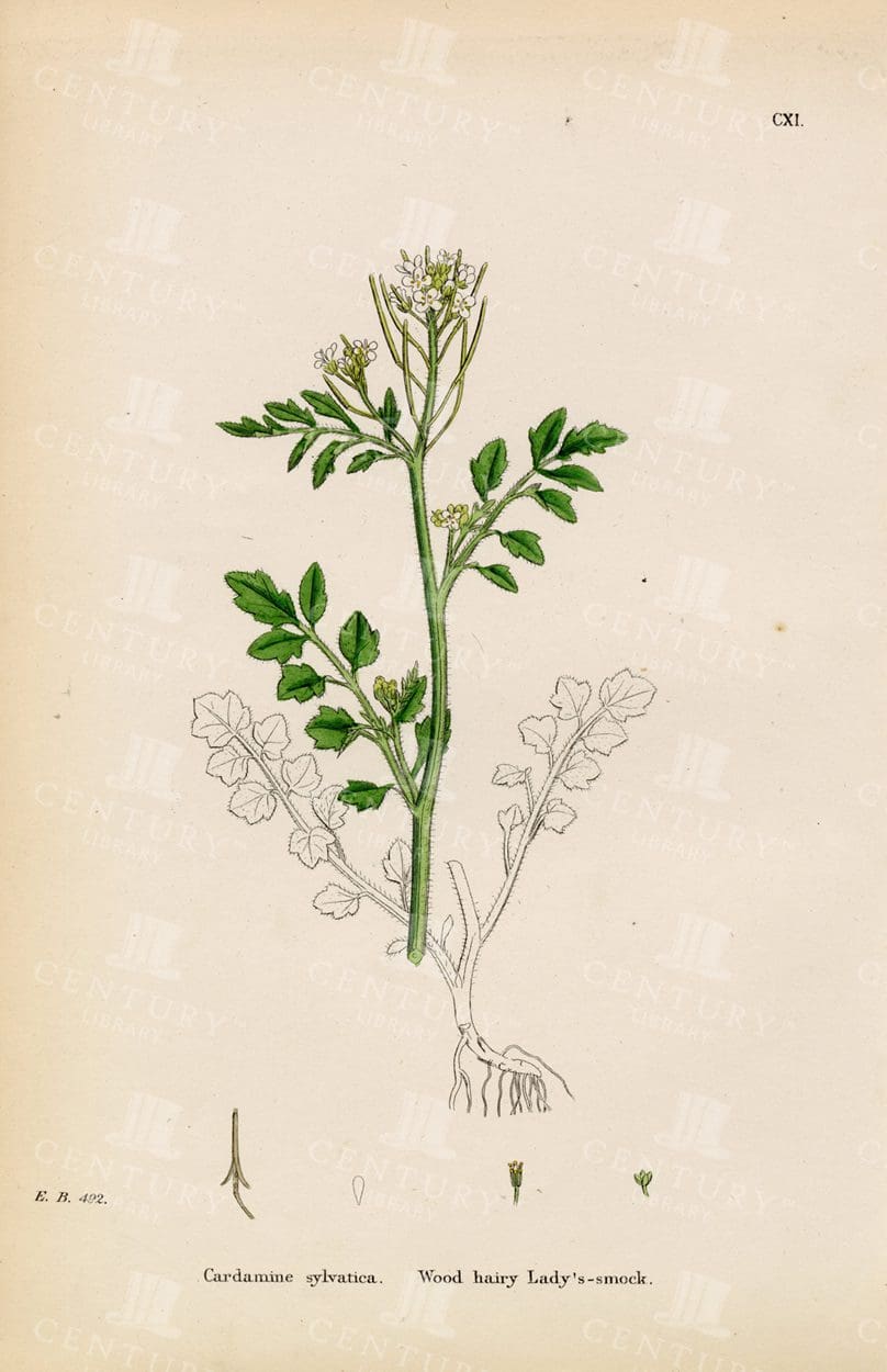 BOTANICAL Vintage Print - Wood Hairy Lady's-Smock - 1863