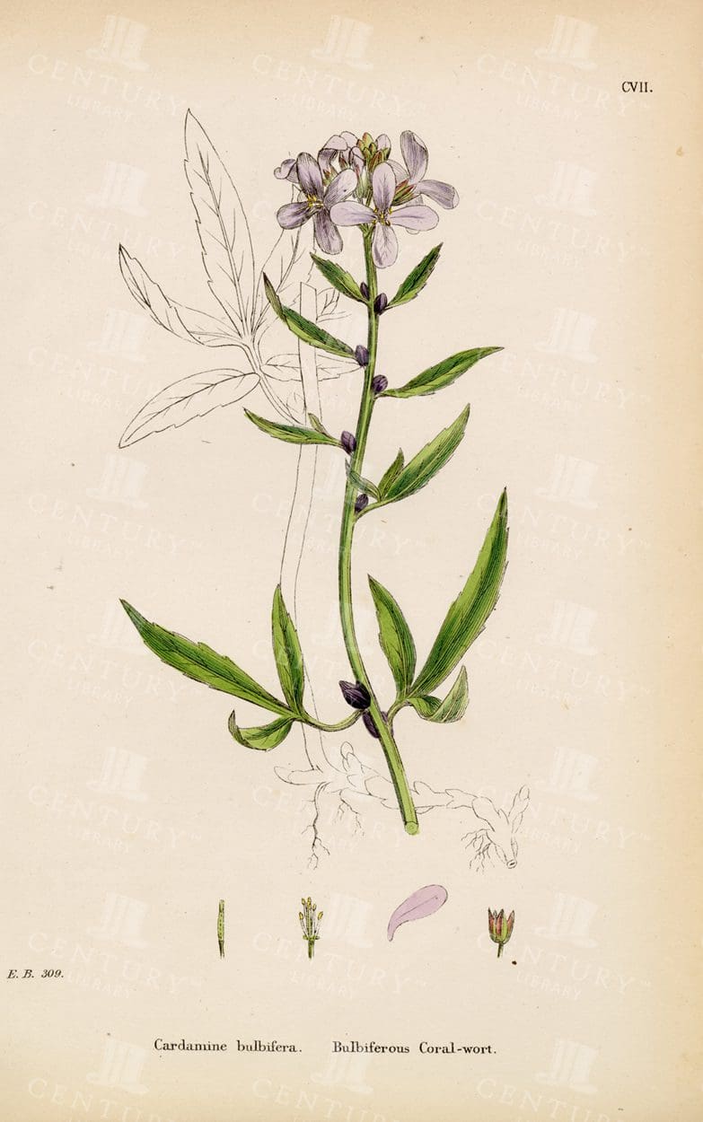 ANTIQUE Botanical print - 1863 - Bulbiferous Coral-Wort