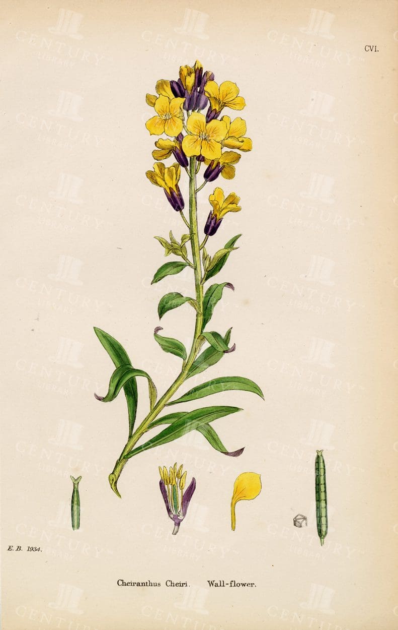 STUNNING Vintage Botanical Colour Print - Wall-Flower - 1863