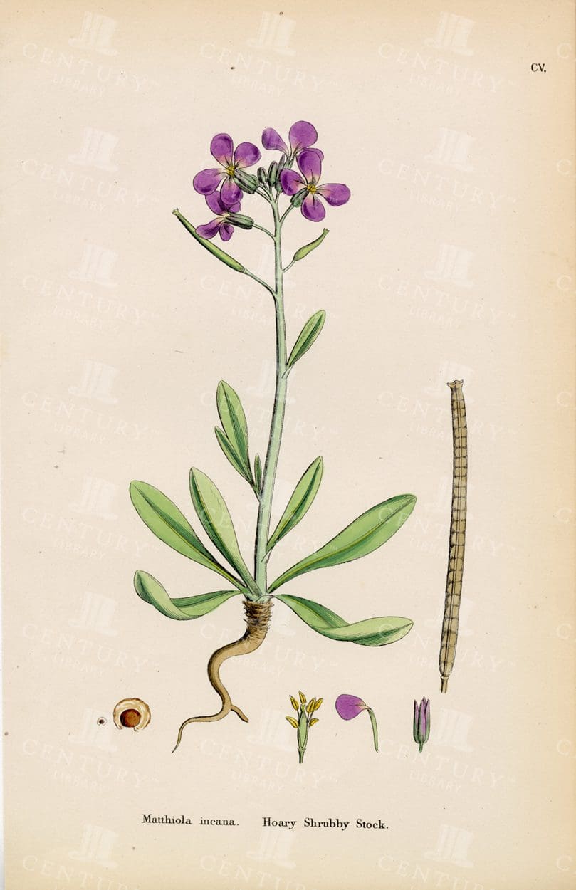 BEAUTIFUL Botanical Antique Print - Hoary Shrubby Stock
