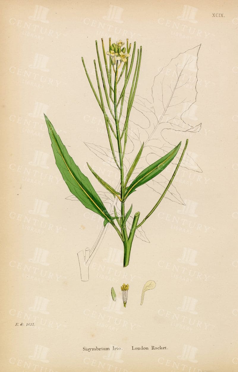 VINTAGE Coloured Botanical Print - London Rocket - 1863