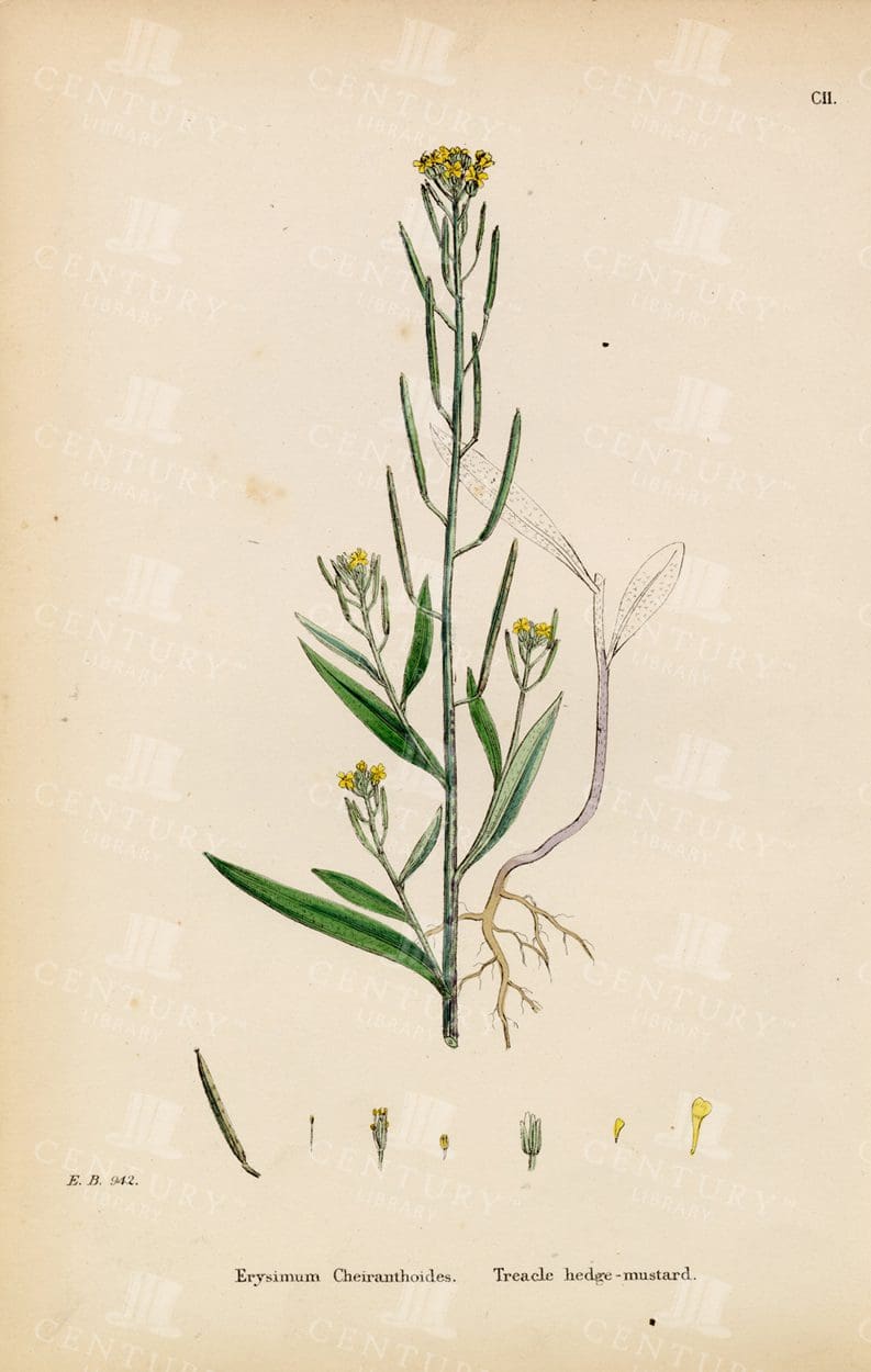 ANTIQUE Botanical Print - Treacle Hedge-Mustard - Vintage 1863