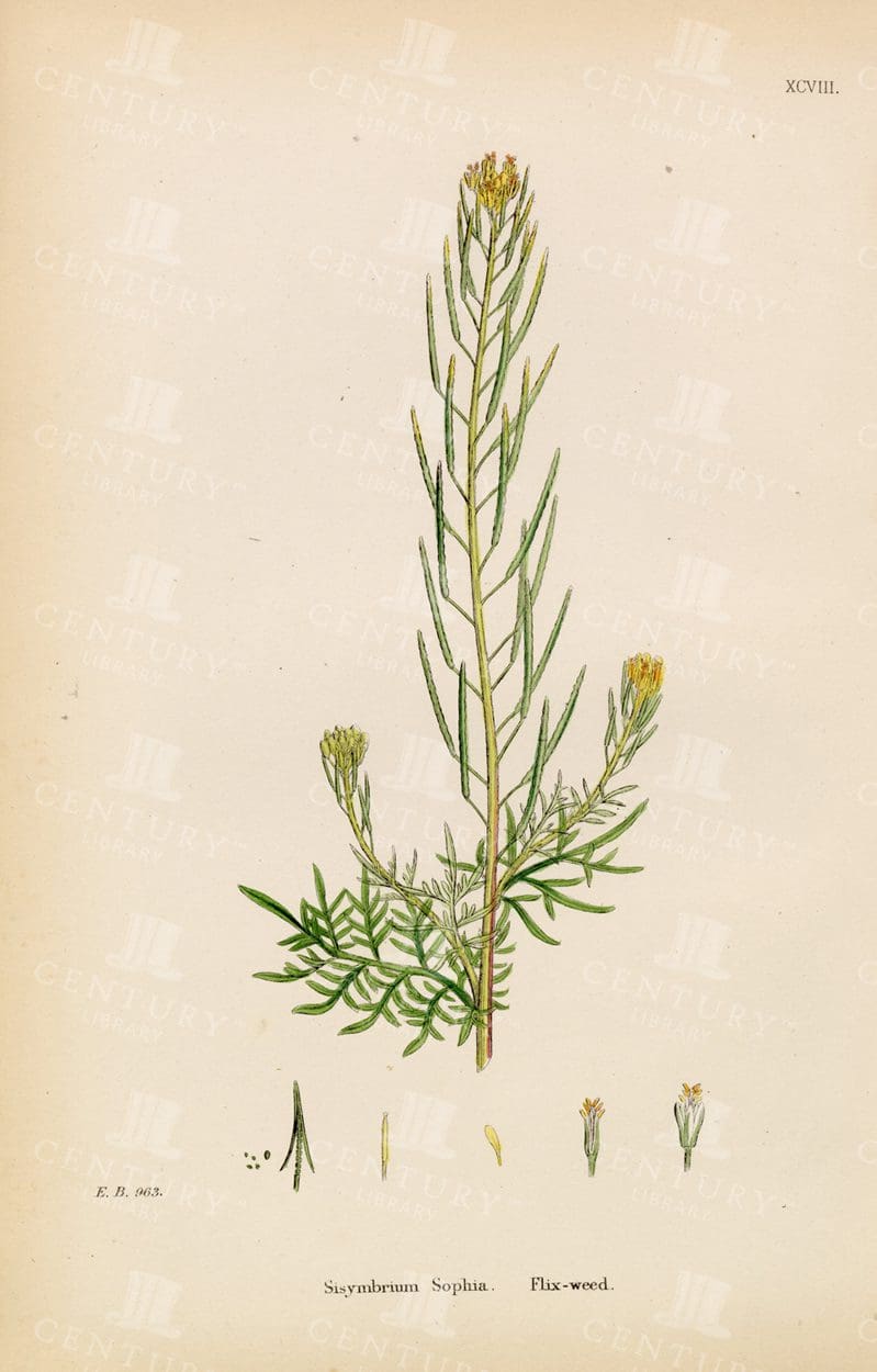 VINTAGE Botanical print - Sisymbrium Sophia - Flix-Weed