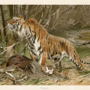 TIGER  - Stunning Vintage Natural History Colour Print - 1904